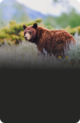 Jaws & Paws Raffle OLD