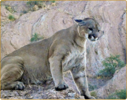AZ Big Game Special Tag Winner - June 2025 Mountain Lion - Conservation