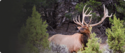 CO Bull Elk Hunt