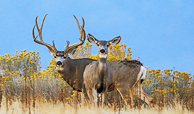 Arizona Special Big Game Tags
